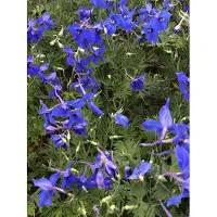 Brandless 6 xDelphinium (b) 'Vlkerfrieden' Ð delphinium en pot de 9x9 cm+D34