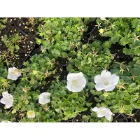 Brandless 6 xCampanula Carpatica 'White Clips' - Campanule des Carpates en pot de 9x9 cm