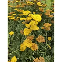 Brandless 6 x Achillea 'Coronation Gold' - Achillée millefeuille en pot 9 x 9 cm