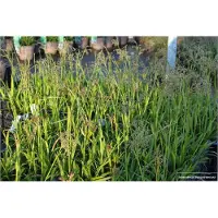Brandless 6 x Luzula Sylvatica - Jonc des champs en pot de 9x9cm