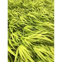 Brandless 6 x Hakonechloa macra 'All Gold' - Herbe de montagne japonaise en pot 9x9 cm