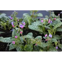 GRDplanten 6 x Pulmonaria sacch. 'Mrs Moon' - Allium brun - pot 9 x 9 cm