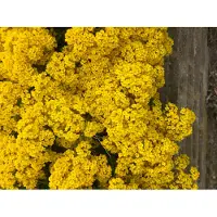 Brandless 6 x Aurinia saxatilis 'Compacta' - Graines de bouclier en pot de 9x9 cm