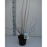GRDplanten Philadelphus 'Dame Blanche' - Jasmin des jardins Dame Blanche 50- 60 cm - conteneur