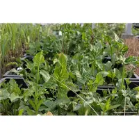 Brandless 6 x Arum italicum - Arum d'Italie en pot de 9x9cm