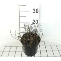 GRDplanten Spiraea jap. 'Little Princess' - Rosier de mariée 20- 25 cm - Conteneur