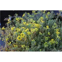 Brandless 6 x Alyssum montanum 'Berggold' - Graines de bouclier en pot de 9x9cm