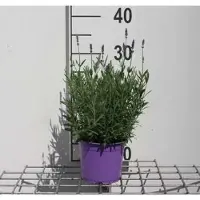 GRDplanten Lavandula ang. hidcote' - Lavande - Container 1.5 litres