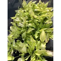GRDplanten 6 x Hosta hybr. 'Royal Standard' - Funkia - Pot 9 x 9 cm