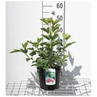 GRDplanten Viburnum op. compactum' - Snowball 25- 30 cm - Conteneur