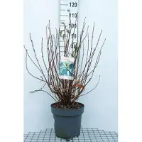 GRDplanten Viburnum far. 'December Dwarf' - Boule de neige 60- 80 cm - conteneur