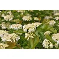 GRDplanten Viburnum op. 'Compactum' - Schneeball 40- 50 cm - Container
