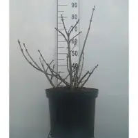GRDplanten Viburnum op. 'Compactum' - Boule de neige 50- 60 cm - conteneur