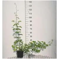 GRDplanten Laburnum anagyroides - Plume d'or commune 40- 60 cm - conteneur