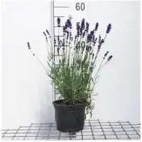 GRDplanten Lavandula ang. 'Hidcote' - Lavande - Conteneur 2 litres