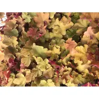 GRDplanten 6 x Heuchera 'Caramel' - Luzule pourpre - Pot 9x9 cm