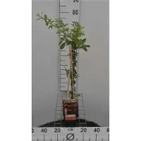 GRDplanten Pyracantha hybr. 'Orange Glow' - Feuerdorn 'Orange Glow' 50-60 cm | Topf