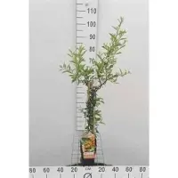 GRDplanten Pyracantha hybr. 'Soleil d'or' - Feuerdorn ‘Soleil d’Or’ 50-60 cm | Topf
