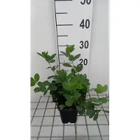 GRDplanten 6 x Baptisia hybr. 'Lemon Meringue' - pseudodictamne - pot 9 x 9 cm