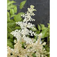 GRDplanten 6 x Astilbe (j) 'Deutschland' - Astilbe - Pot 9 x 9 cm