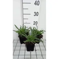 GRDplanten 6 x Gypsophila pan. 'Bristol Fairy' - Gypsophila - pot 9 x 9 cm