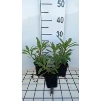 GRDplanten 6 x Penstemon hybr. 'Catherine de La Mare' - Fil de barbe - Pot 9 x 9 cm