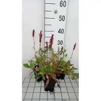 GRDplanten 6 x Persicaria aff. 'Donald Lowndes' - Renouée à bougies - pot 9 x 9 cm