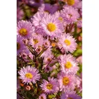 GRDplanten 6 x Aster n.-b. 'Fellowship' - Aster d'automne - pot 9 x 9 cm