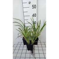 GRDplanten 6 x Hemerocallis hybr. 'Strawberry Candy' - taglily - Topf 9 x 9 cm