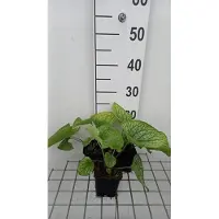 GRDplanten 6 x Brunnera macr. 'Alexander's Great' - Caucasian Vergissmeinnicht - Topf 9 x 9 cm
