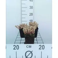 GRDplanten 6 x Sedum lydium - Fat leaf - pot 9 x 9 cm