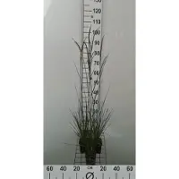 GRDplanten 6 x Deschampsia cesp. 'Goldschleier' - Boucle d'or des bois - pot 9 x 9 cm