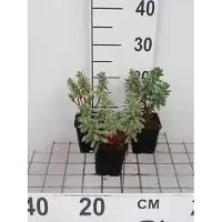 GRDplanten 6 x Euphorbia char. 'Portugese Velvet' - euphorbe - pot 9 x 9 cm