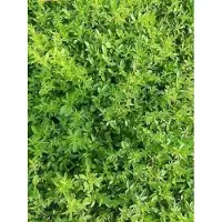 GRDplanten 6 x Ononis spinosa - Hauhechel - pot 9 x 9 cm