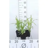 GRDplanten 6 x Hemerocallis hybr. 'Rajah' - hémérocalle - pot 9 x 9 cm x 9 cm