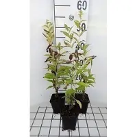 GRDplanten 6 x Phlox (p) 'Fujiyama' - Fleur de flamme - pot 9 x 9 cm