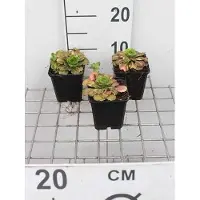 GRDplanten 6 x Saxifraga urbium 'Variegata' - saxifrage - pot 9 x 9 cm