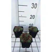 GRDplanten 6 x Sempervivum hybr. 'Silvery carnelian' - Racine de maison - pot 9 x 9 cm
