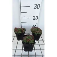 GRDplanten 6 x Sempervivum hybr. 'Commander Hay' - Hauswurz - Pot de 9 x 9 cm