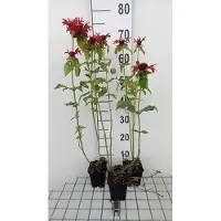 GRDplanten 6 x Monarda hybr. 'Gardenview Scarlet' - Ortie indienne - Pot de 9 x 9 cm