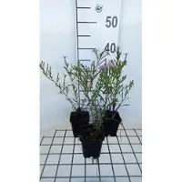 GRDplanten 6 x Aster hybr. 'Pink Star' - Aster d'automne - Pot de 9 x 9 cm