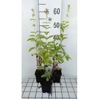 GRDplanten 6 x Phlox (p) 'David' - Fleur de flamme - Pot 9 x 9 cm