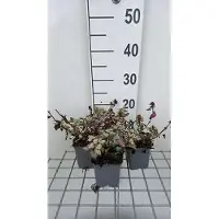 GRDplanten 6 x Lamium mac. 'Red Nancy' - Ortie morte - Pot 9 x 9 cm