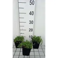 GRDplanten 6 x Sedum album - fat leaf - pot 9 x 9 cm