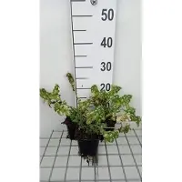 GRDplanten 6 x Lamium mac. 'Shell Pink' - Ortie morte - Pot 9 x 9 cm