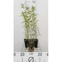 GRDplanten 6 x Phlox (m) 'Natasha' - Fleur de flamme - pot 9 x 9 cm
