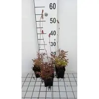 GRDplanten 6 x Sanguisorba off. pink Tanna' - Pimpinelle - Pot 9 x 9 cm