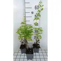 GRDplanten 6 x Nepeta govaniana - Herbe à chat - pot 9 x 9 cm