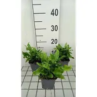 GRDplanten 6 x Asplenium scol. 'Undulatum' - Fougère à langue de cerf ondulée - pot 9 x 9 cm