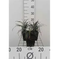 GRDplanten 6 x Ophiopogon plan. 'Niger' - Barbe de serpent - Pot de 9 x 9 cm